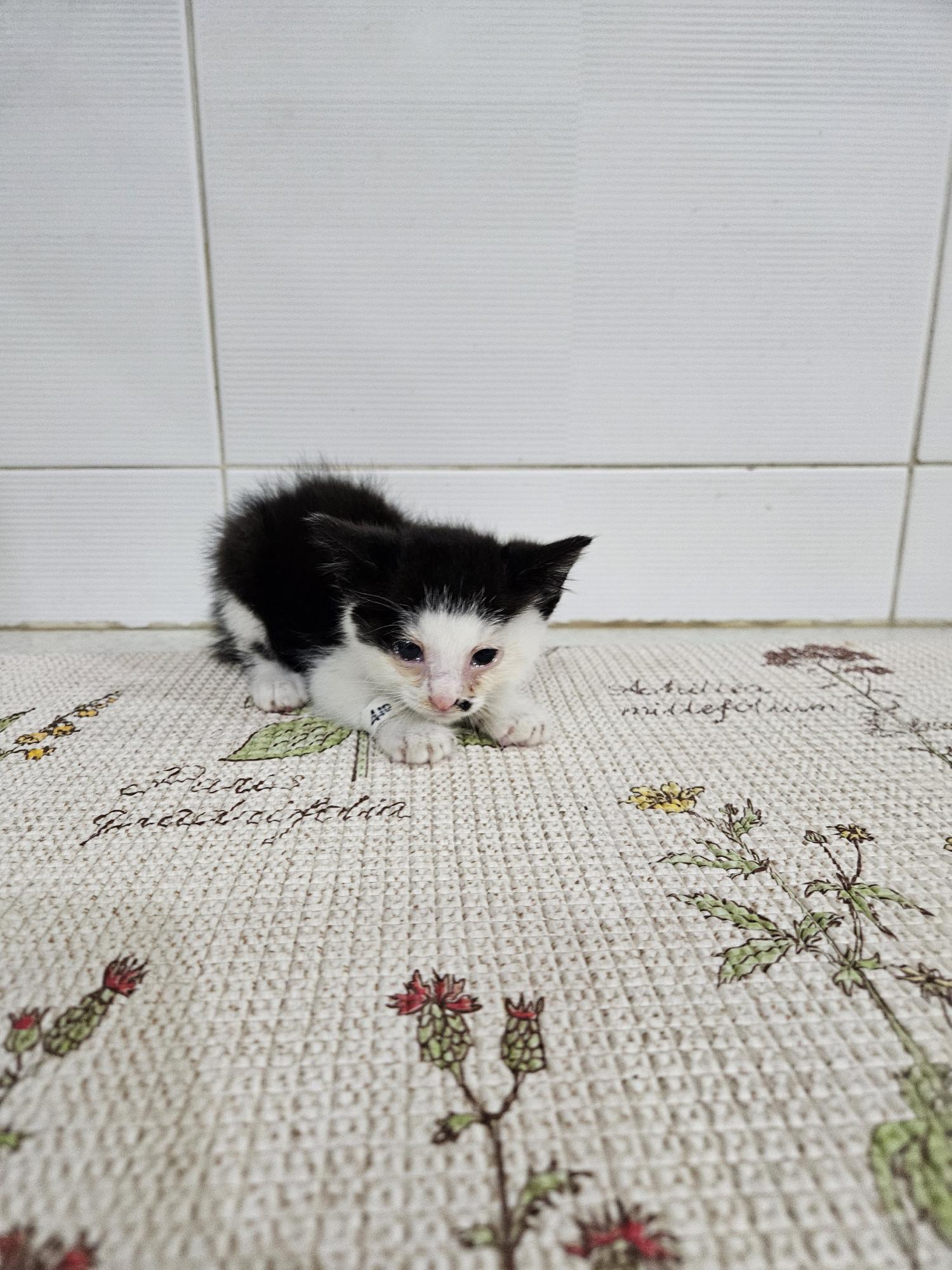 [고양이] 한국 고양이 대구-수성-2024-00410 유기동물 배경 이미지 입니다.